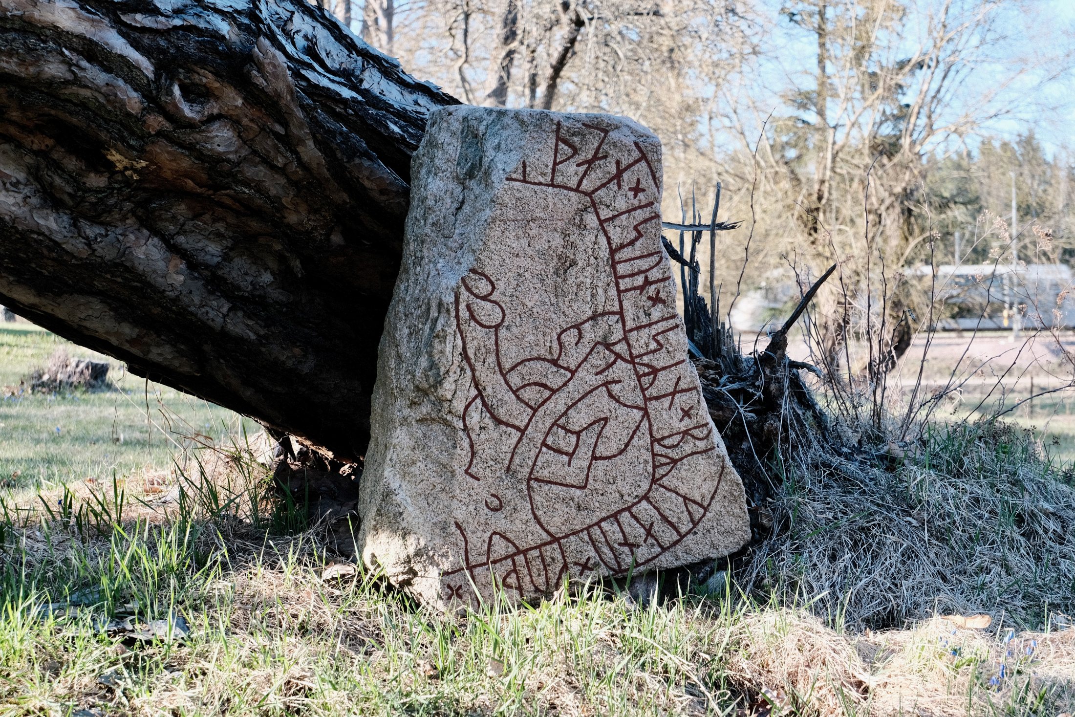 A triangular granite rune stone fragment with red-painted runes carved along its edge, leaning against a fallen pine trunk in a grassy garden in Dingtuna, Västerås, Sweden.